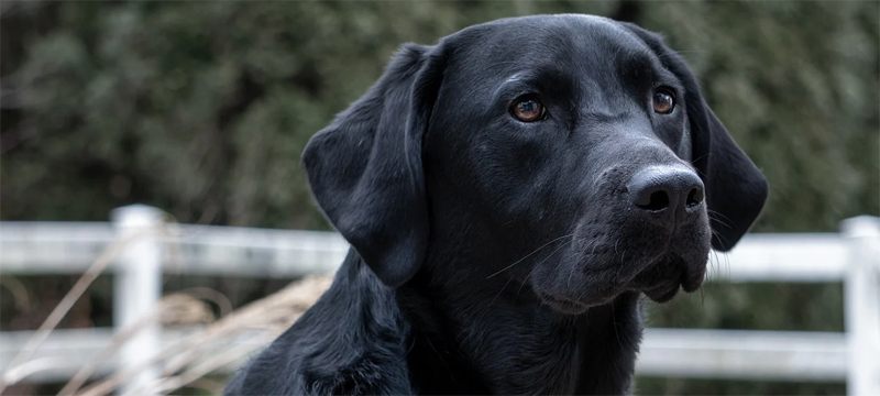 Köpekler Covid-19’u koklayarak tespit edecek