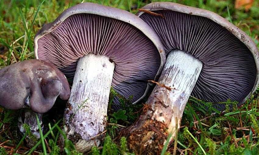 Oğluyla topladığı mantardan zehirlenen baba öldü