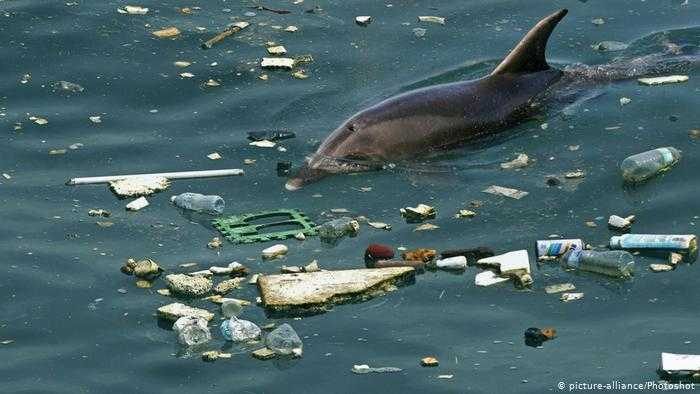 Marmara’da sayım: Yunustan çok çöp var