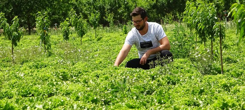 Köylünün marulu tarlada çürüdü