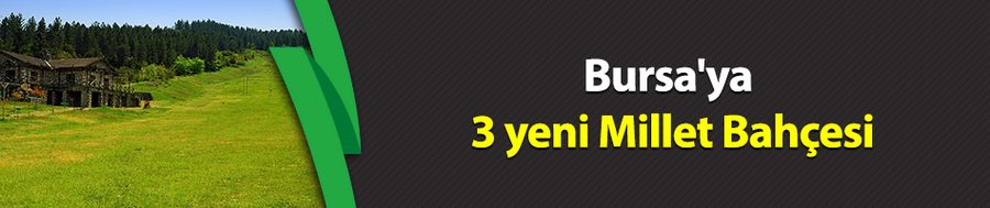 Bursa