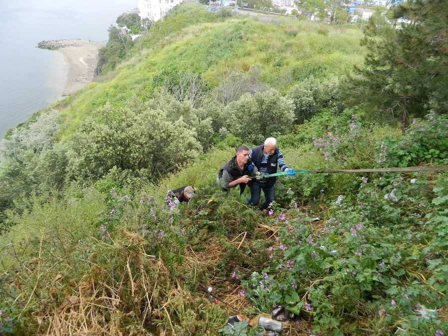 Mudanya Yıldız Tepeden aşağı düştü, dallara takılınca ölümden döndü