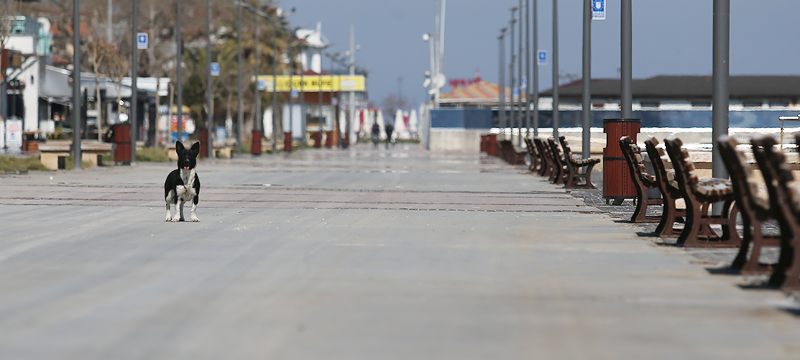 Bursa sahilleri kedi, köpek ve güvercinlere kaldı