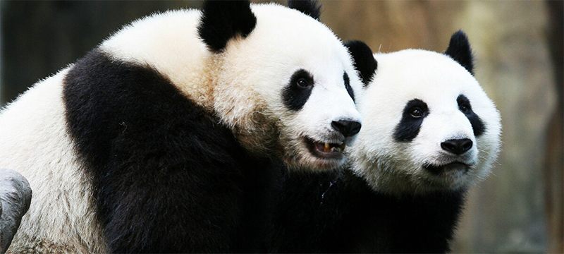 Yetkililerin 10 yılda yapamadığını karantina yaptı