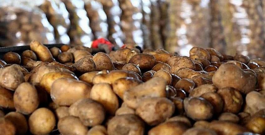 Patatesin fiyatı hasatla düştü
