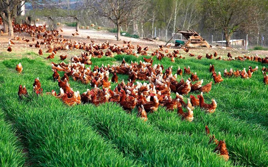 İstediği lezzette yumurta bulamayınca çiftlik kurdu