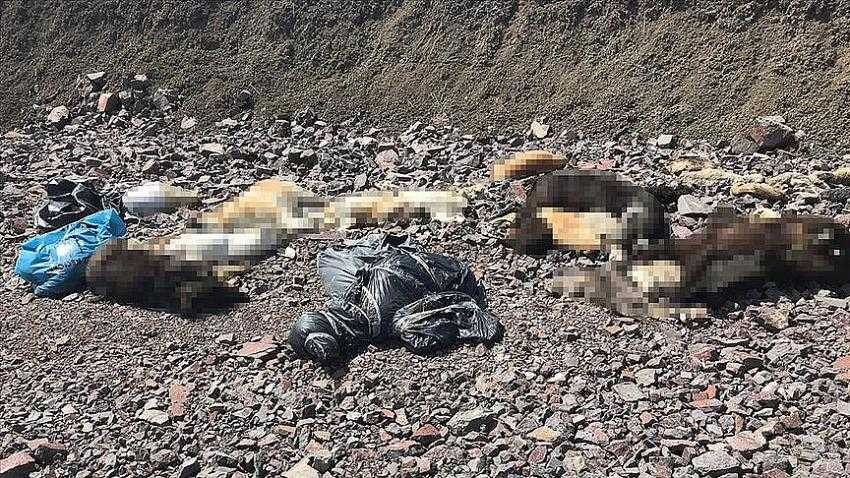 Yine köpek katliamı! Onlarca köpeğin cesedi bulundu!