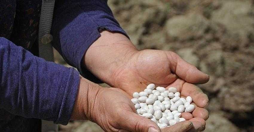 Türkiye’de sadece burada yetişiyor, pazara inmeden tarlada satılıyor