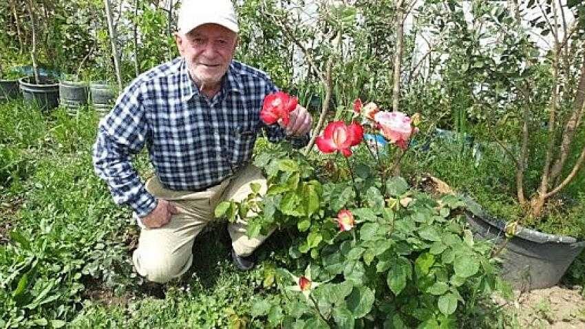 Burhaniye’de Isparta gülü üretimi yapılıyor