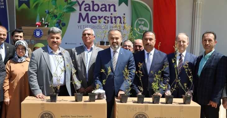 Bursalı üretici ‘yaban mersini’ ile kalkınıyor