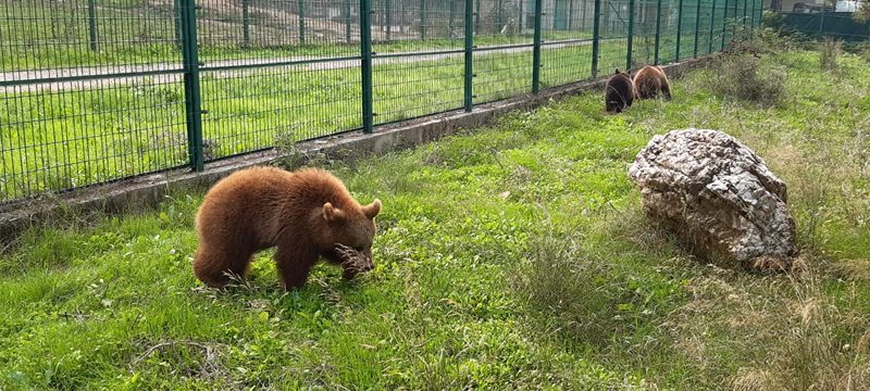 Yavru ayılar Bursa’ya getiriliyor