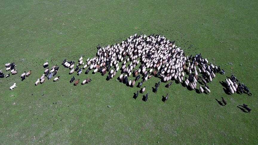 Çamlıhemşin  yaylaları  büyülüyor
