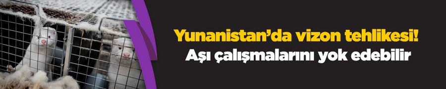 Yunanistan’da vizon tehlikesi! Aşı çalışmalarını yok edebilir