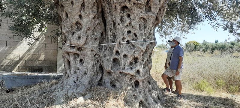 1500 yıllık zeytin ağacının yanına villa yaptılar...