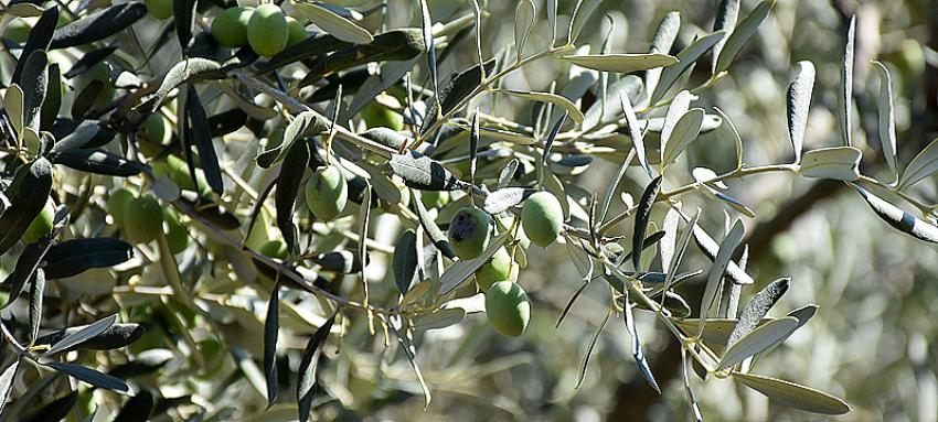 Doludan zarar gören zeytinler 2 katı fiyatına belediye aldı