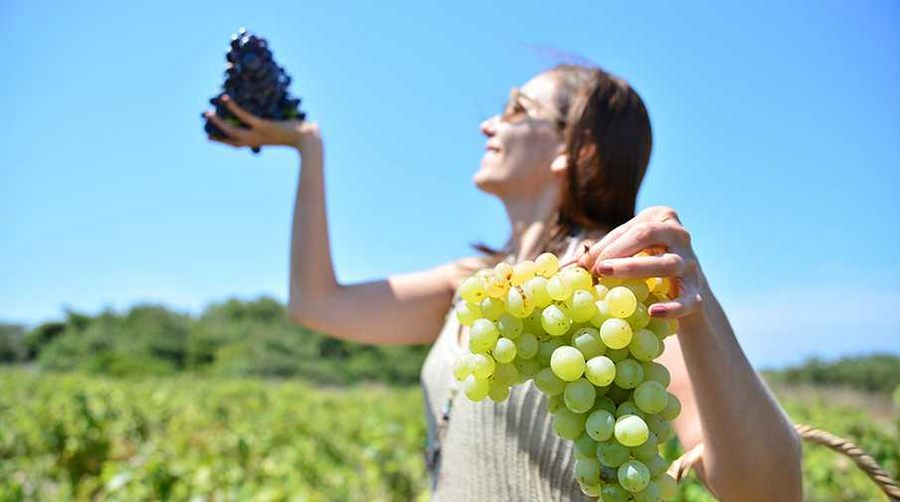 5 bin yıllık üzüm bağları tarım turizmi ile tanıştı