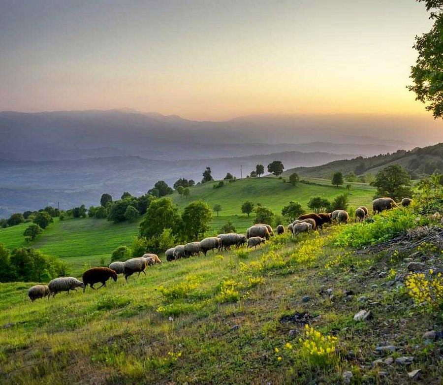 Bursa